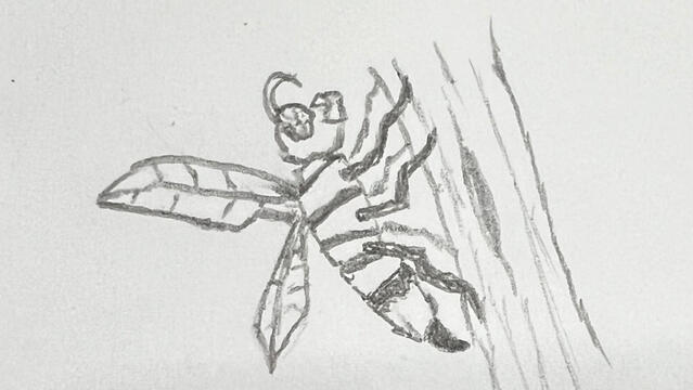 Wasp